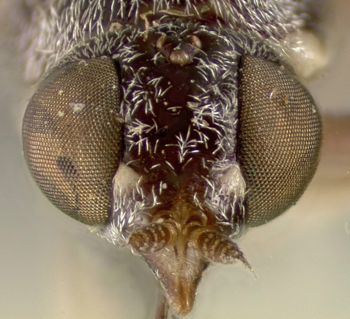 Media type: image;   Entomology 12587 Aspect: head frontal view